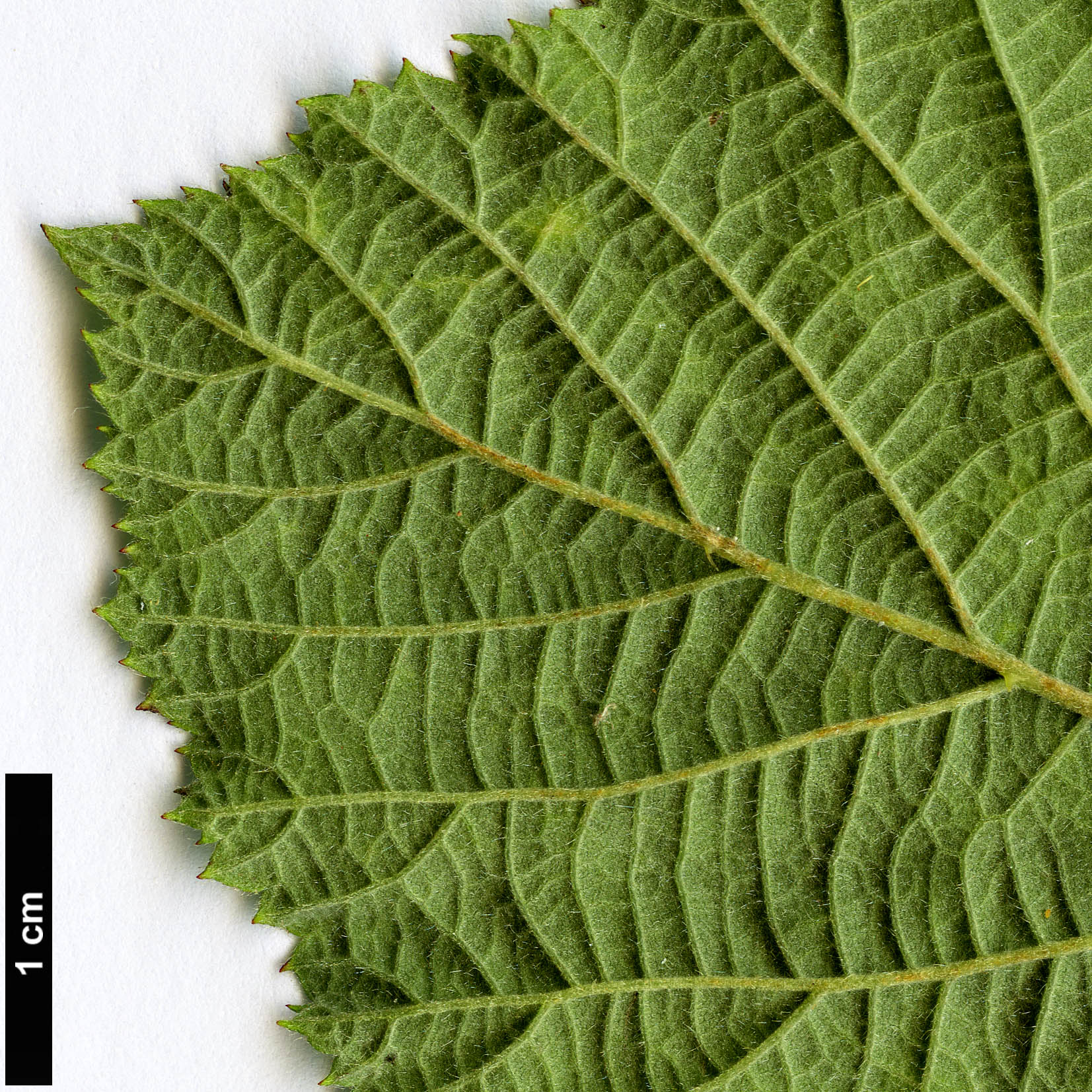 High resolution image: Family: Rosaceae - Genus: Rubus - Taxon: fruticosus agg.